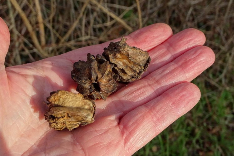 Andricus quercuscalicis, galle du chêne Nature